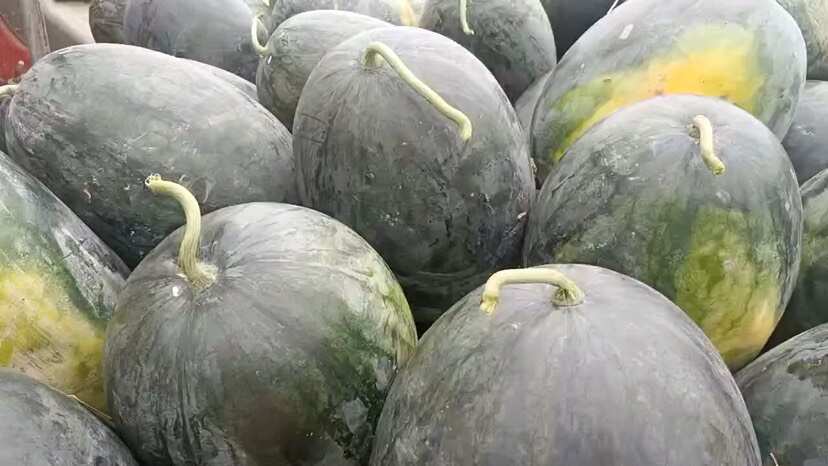  黑美人西瓜