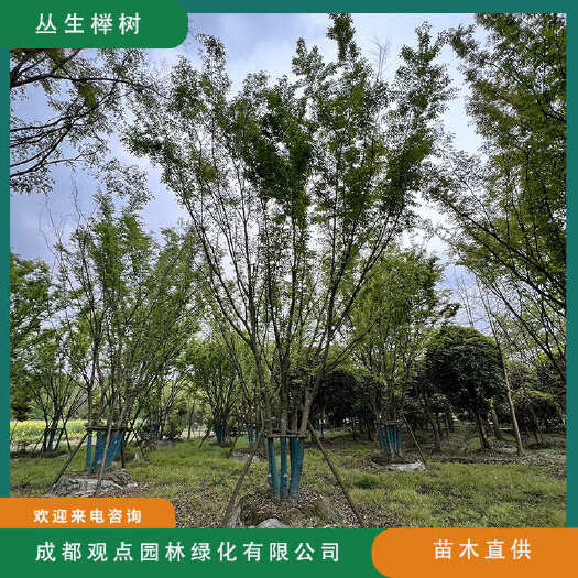 崇州市榉树基地直发观点园林直供丛生拼栽榉树规格齐全