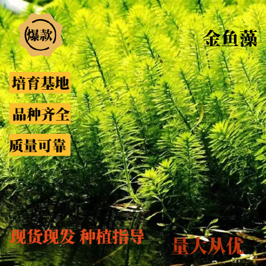 安新县金鱼藻 苦草 沉水植物 河道治理 水质净化