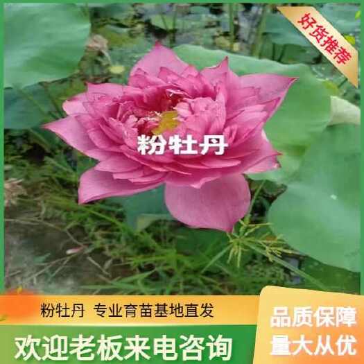 安新县经典耐寒香睡莲-粉牡丹-大型荷花苗带花苞复瓣庭院盆栽