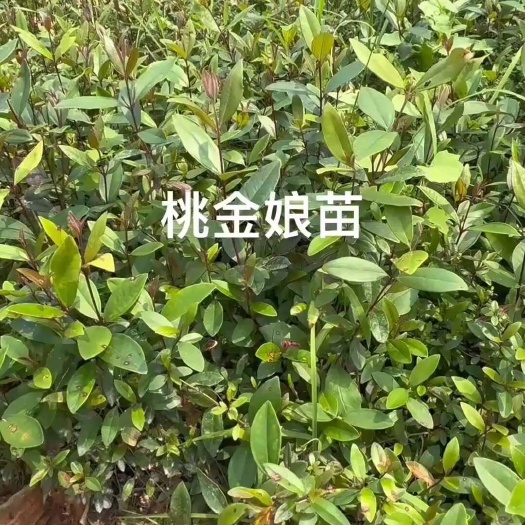 灵山县桃金娘苗