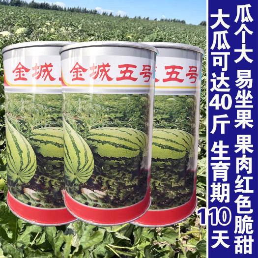 合肥金城五号西瓜种子，硒砂瓜品种，中晚熟，抗病，瓜个大，基地种植
