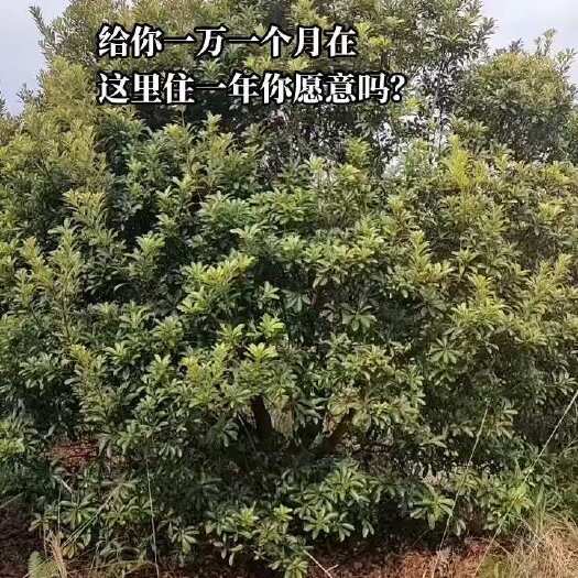 靖州县杨梅树绿化苗木