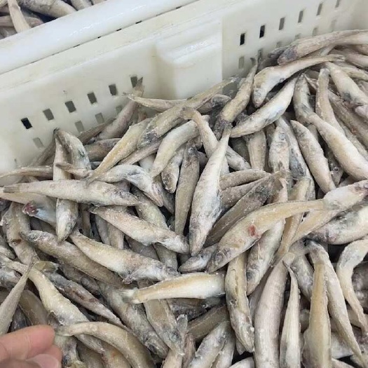 沙丁鱼
