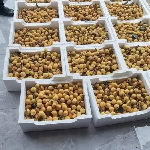 杭州枇杷