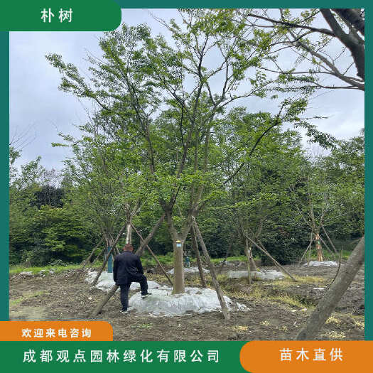 朴树基地直发观点园林直供独杆朴树熟货原生朴树规格齐全