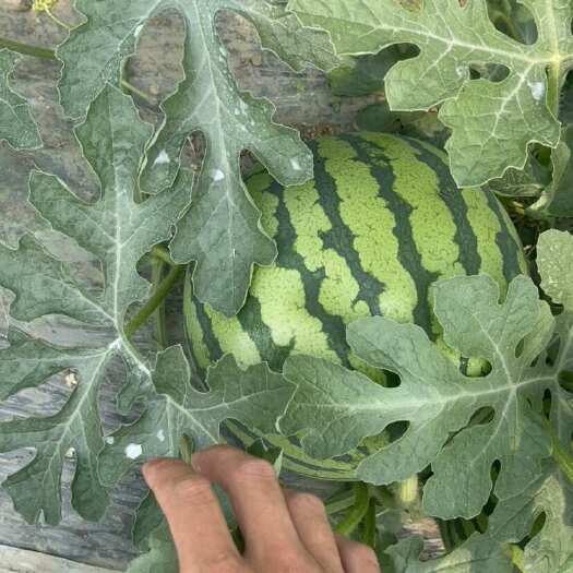 上海美都无籽西瓜保证品质