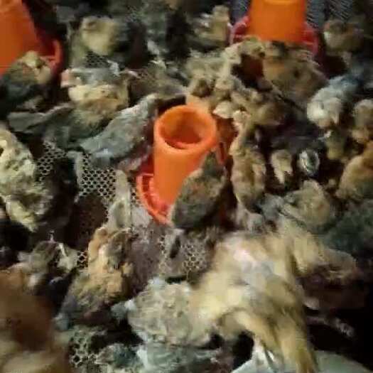 长沙云南申酉养殖场的脱温土杂鸡苗，疫苗齐全，抗病能力强，