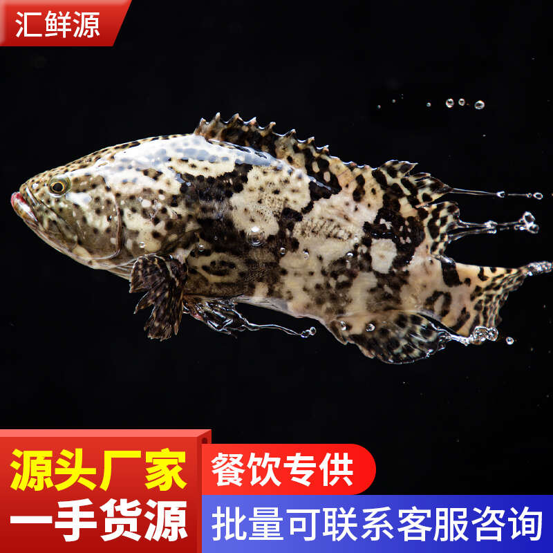 珍珠斑龙胆石斑龙纹石斑老虎斑东星斑深海大石斑鱼