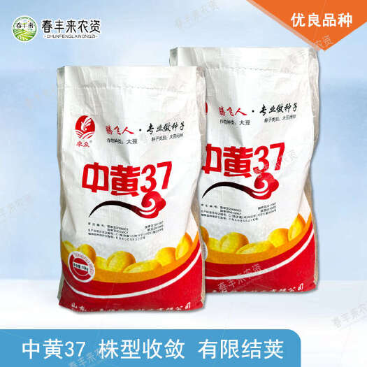 临沂中黄37大豆种子国审豆高产抗病抗倒伏早熟大粒黄豆当季新种