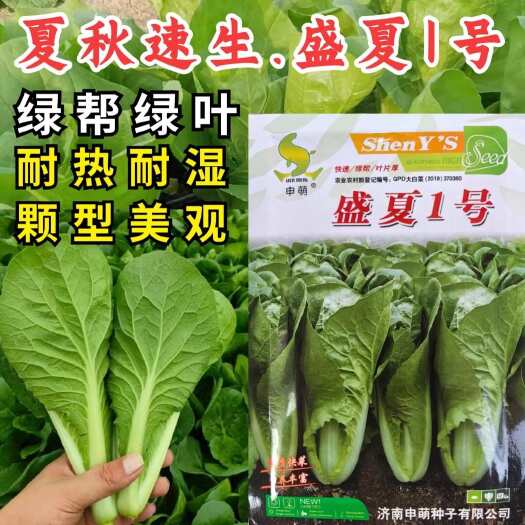 洛阳盛夏快菜种子 夏秋速生 绿帮绿叶 耐热耐湿 抗病毒 基地种植