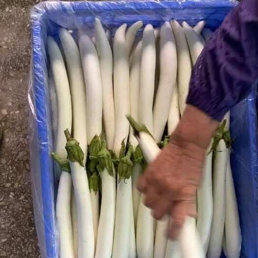 开平市象牙白茄