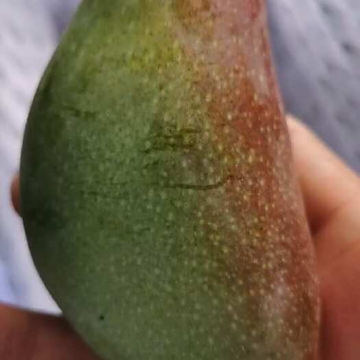 三亚贵妃芒