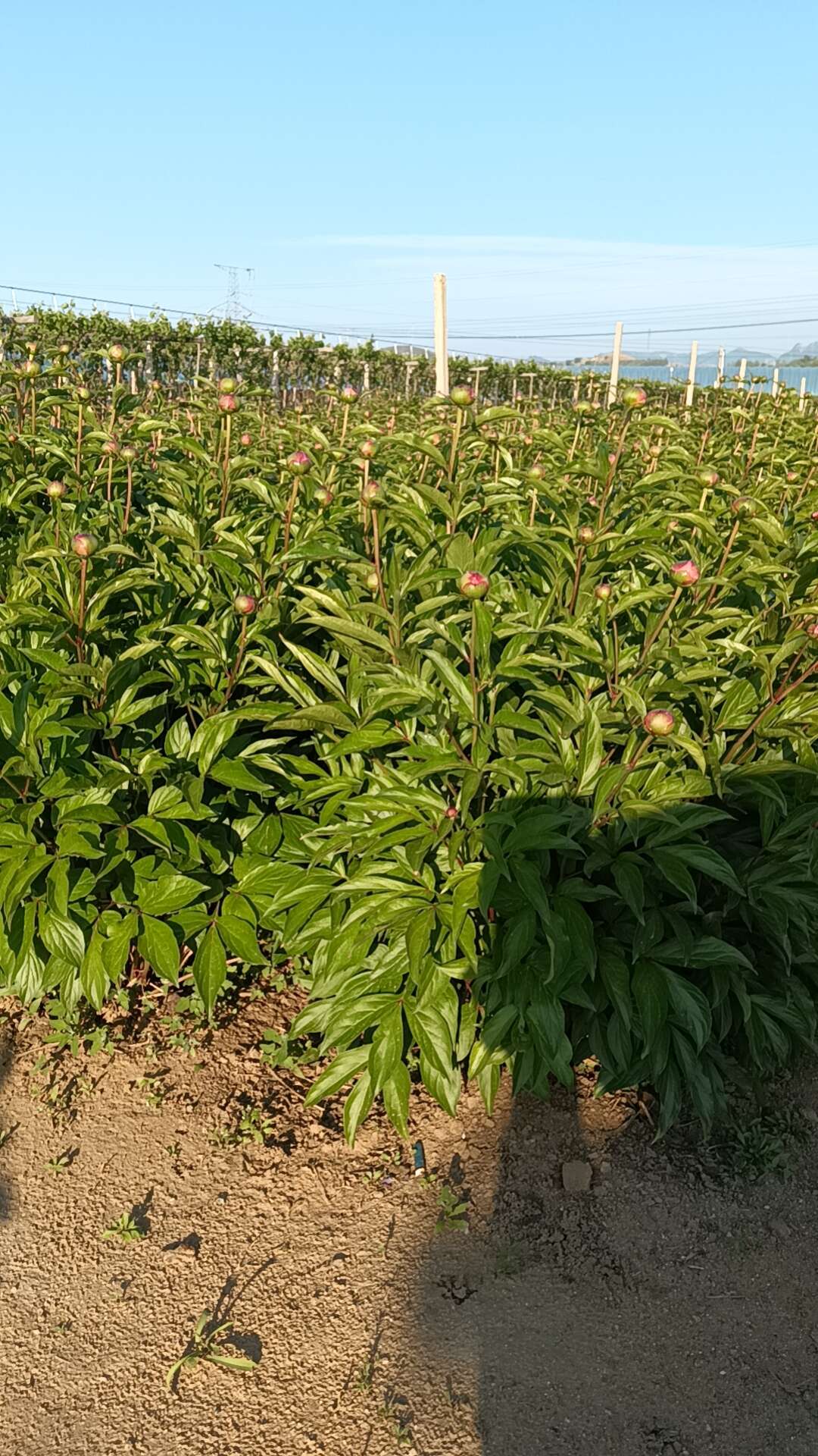 觀賞芍藥花，花大色艷成活力高