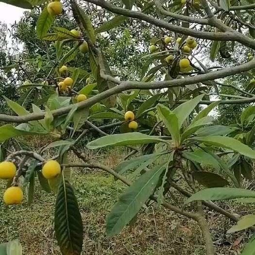 苏州东山白玉枇杷