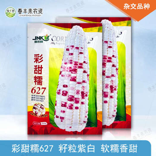 临沂金农科彩甜糯627糯玉米种子水果玉米鲜食甜糯玉米种籽