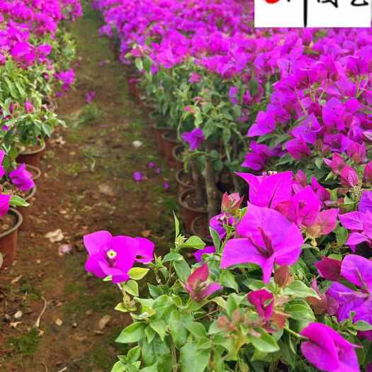 成都紫花三角梅批发 成都三角梅苗圃基地直 三角梅工程绿化苗木批发