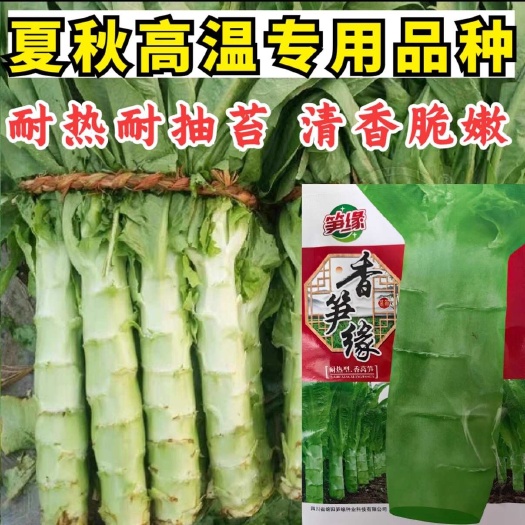 抗热香莴笋种子 清香耐热 不易抽苔 脆嫩 基地种植