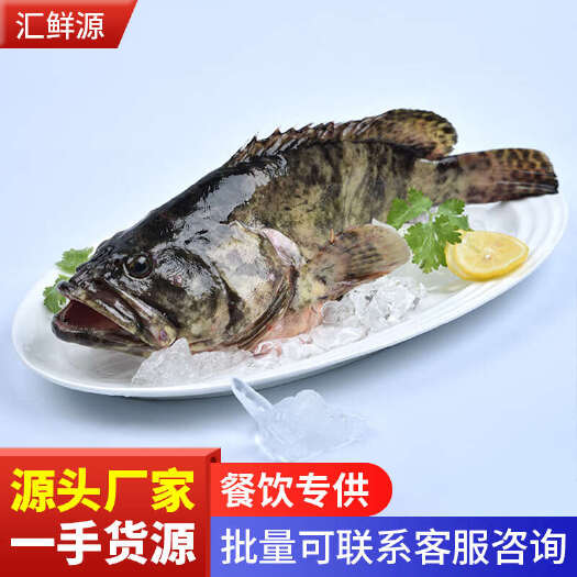 活冻龙胆珍珠石斑鱼鲜活冷冻龙趸鱼石斑老虎斑水产新鲜海鱼