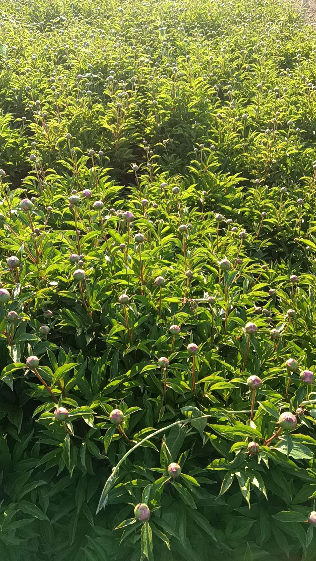 觀賞芍藥花，花大色艷成活力高