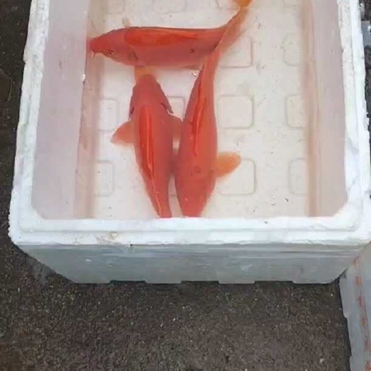 岑溪市红金鱼