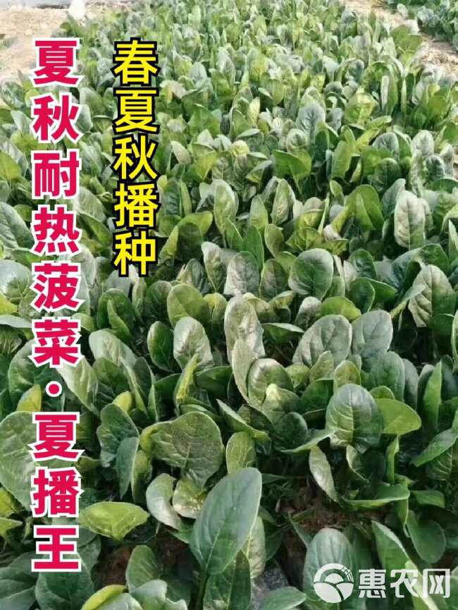 烈火菠菜种子 夏季耐热 抗病 耐抽苔 叶片厚 杂交大叶菠菜种