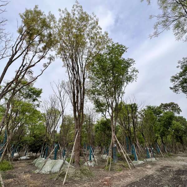 黄连木基地直发观点园林直供独杆黄连木规格齐全