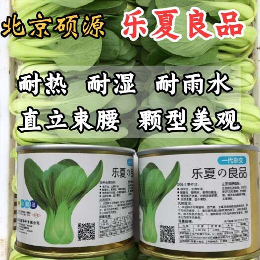 乐夏良品青梗菜种子 耐热耐湿 抗高温 基地种植