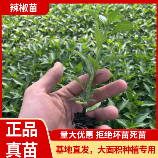 薄皮椒苗辣椒苗子秧苗泡椒虎皮麻椒螺丝杭线朝天椒
