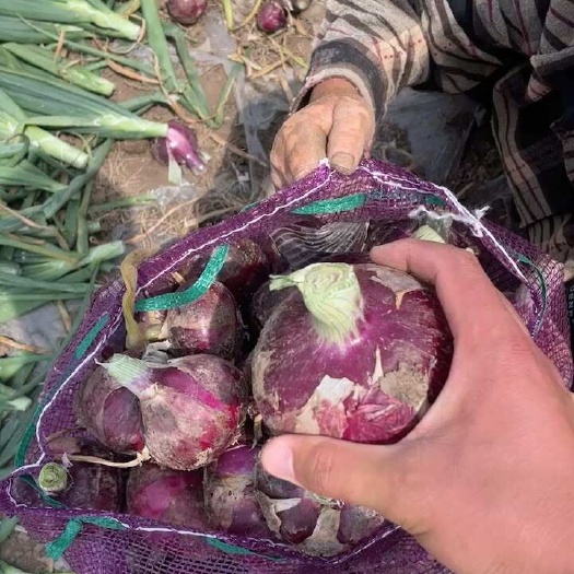 鹿邑县紫红洋葱品种齐全 产地直发对应各大平台 欢迎新老客户采购咨询
