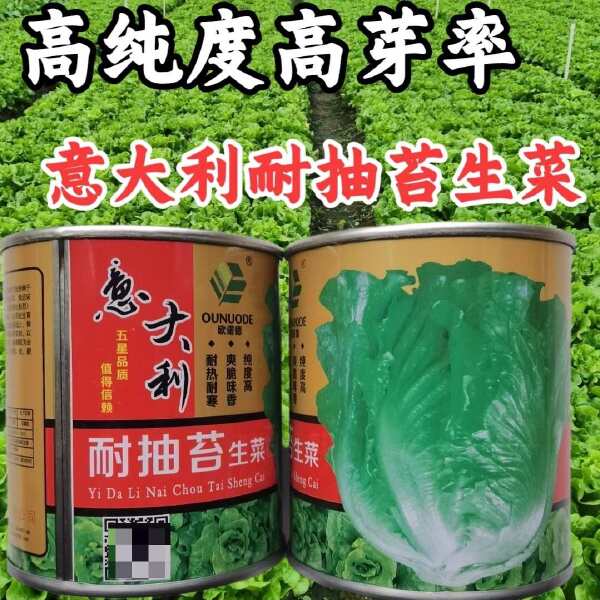 意大利耐抽苔生菜种子 中早熟 散叶生菜 耐热耐湿耐寒 晚抽苔