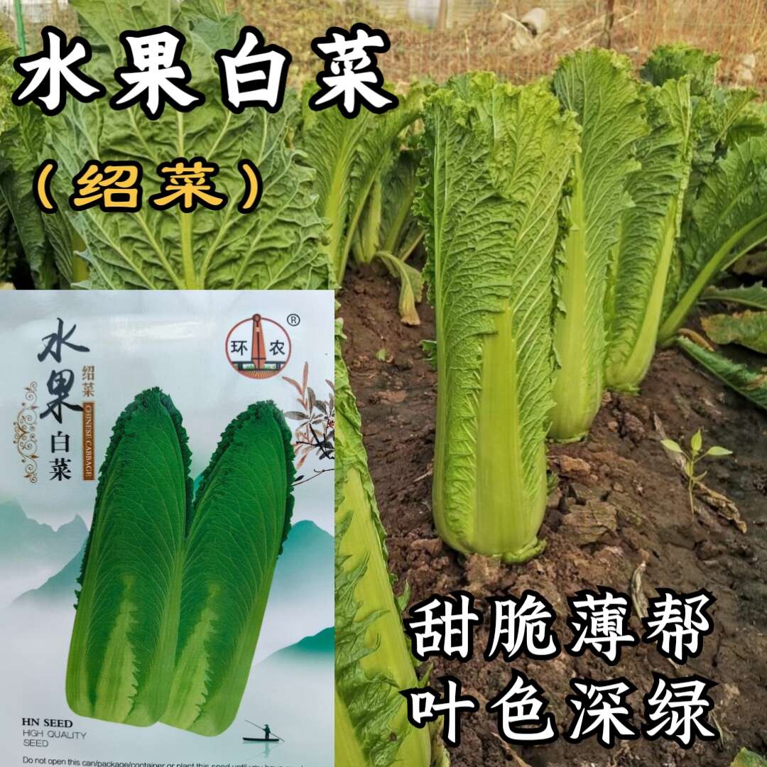 水果白菜种子 绍菜种子 甜脆薄叶 青麻叶种子 基地种植