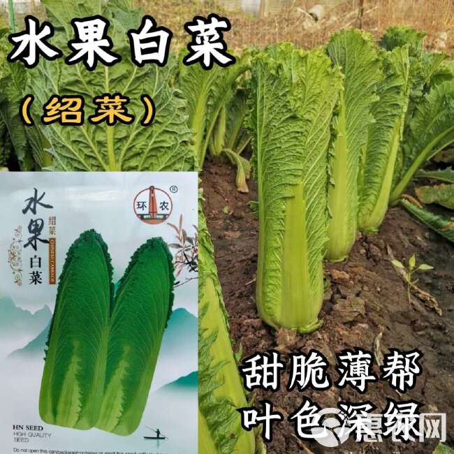 水果白菜种子 绍菜种子 甜脆薄叶 青麻叶种子 基地种植