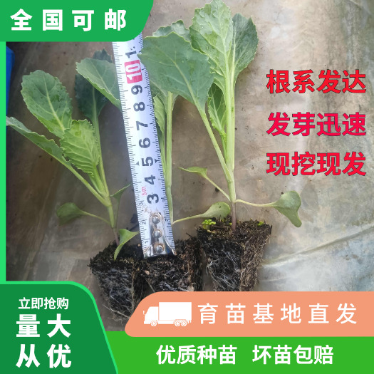 通海县包菜苗！尖包牛心菜苗！平包京丰一号！圆包帝王六零。