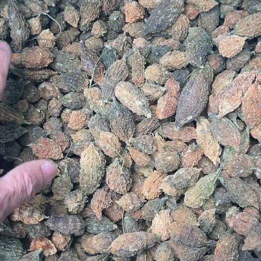 东兴市山苦瓜，苦瓜子，野苦瓜，苦瓜种子