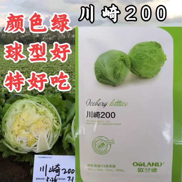 川崎200结球生菜种子 中早熟 口感脆甜 可鲜食 基地种植