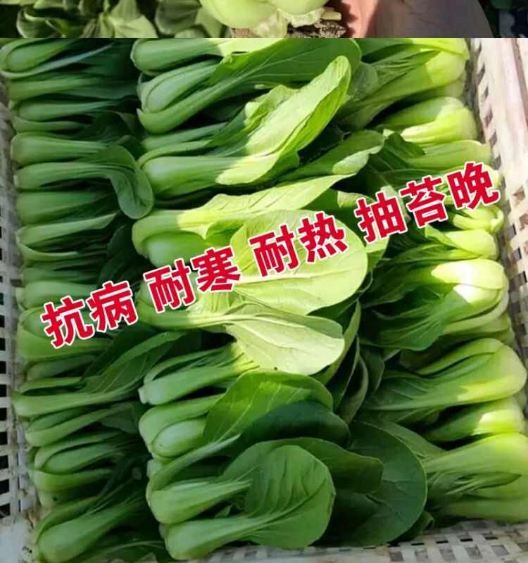 五月慢白菜种子 大头青梗菜种子 耐寒耐抽苔 基地种植