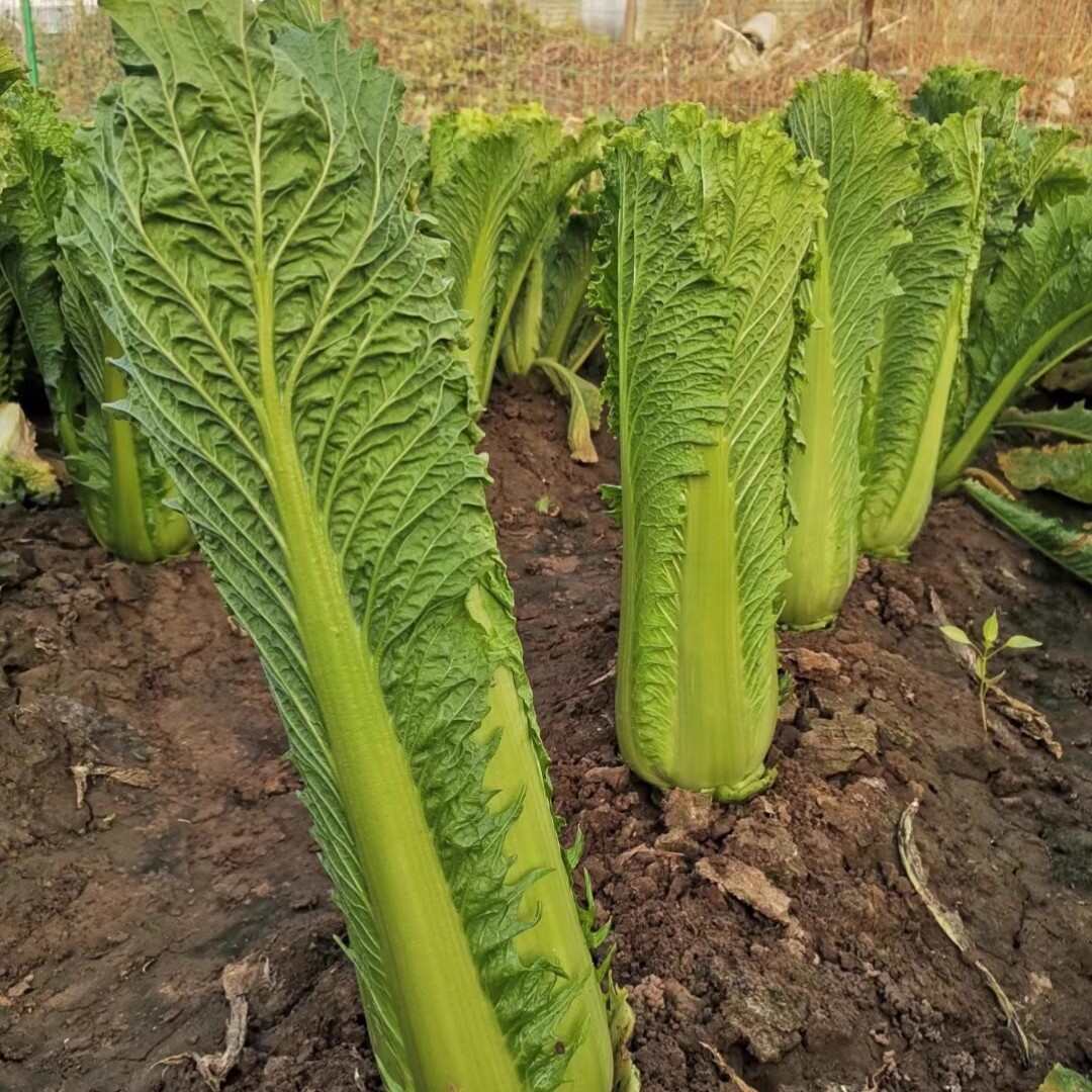 水果白菜种子 绍菜种子 甜脆薄叶 青麻叶种子 基地种植