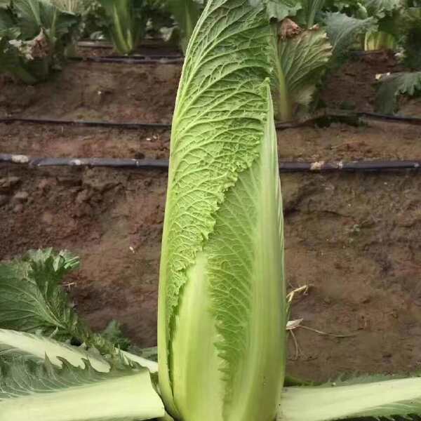 水果白菜种子 绍菜种子 甜脆薄叶 青麻叶种子 基地种植