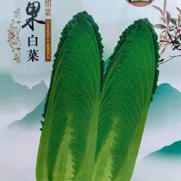 水果白菜种子 绍菜种子 甜脆薄叶 青麻叶种子 基地种植