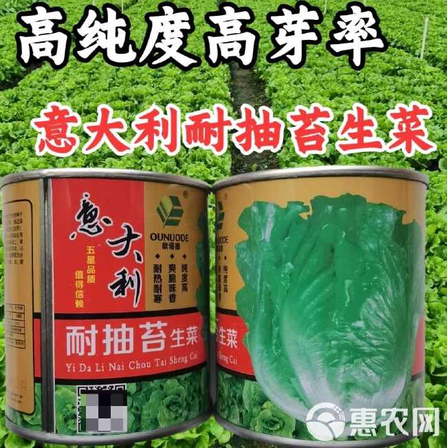 意大利耐抽苔生菜种子 中早熟 散叶生菜 耐热耐湿耐寒 晚抽苔