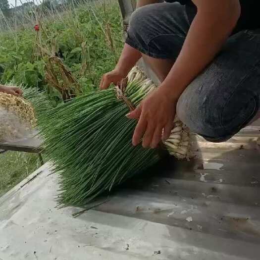 中国大陆最南端黑土地铁杆香葱