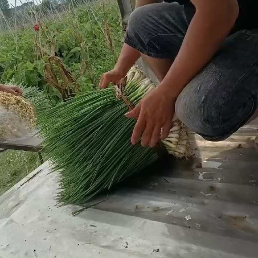 徐闻县中国大陆最南端黑土地铁杆香葱