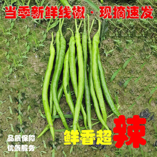 博白县新苗螺线椒，一手货源，颜色好，长度够，值度够，货源充充足。