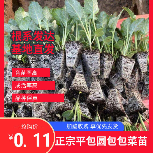奥奇丽平包甘蓝苗铁头圆包个头大产量高品质卖相好