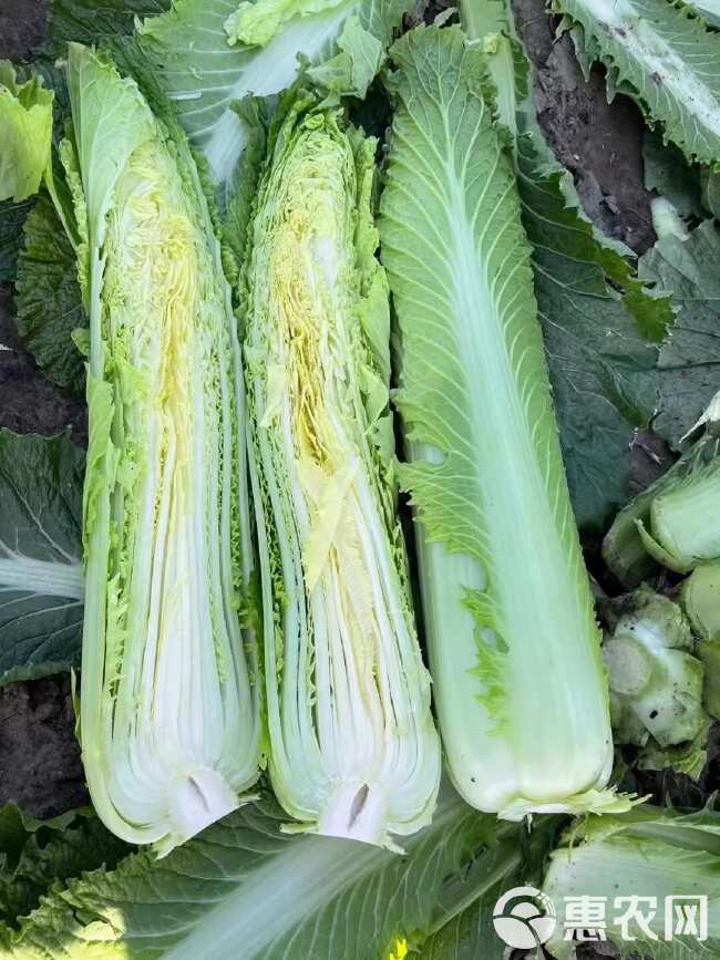 水果白菜种子 绍菜种子 甜脆薄叶 青麻叶种子 基地种植