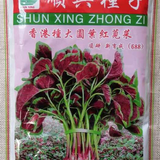 香港种大圆叶红苋菜种子 耐热耐寒耐湿 抗病抗虫 四季种植