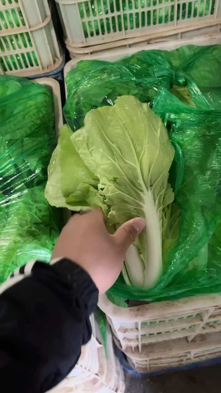 小白菜