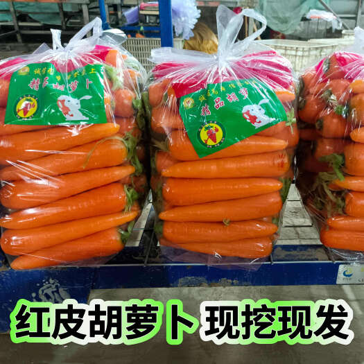 通许县红皮胡萝卜，现挖现发，新鲜精品货，量大优惠