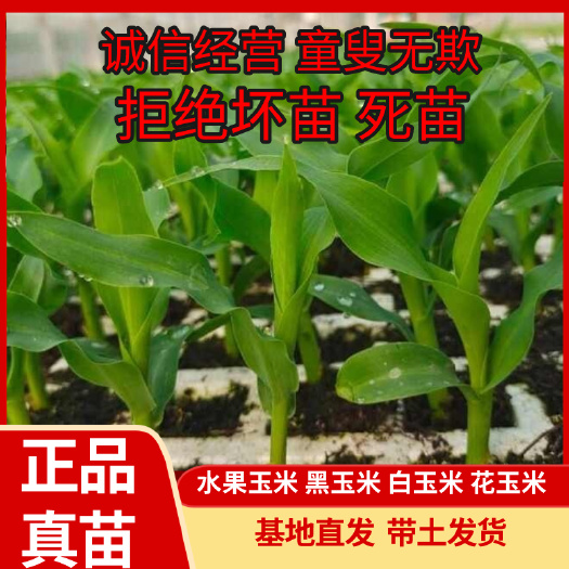 甜玉米苗水果甜糯玉米苗穴盘苗根系发达带土发货